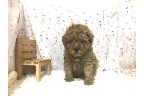 成約済の滋賀県のトイプードル-27588の1枚目