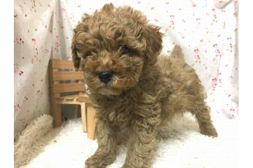 成約済の滋賀県のトイプードル-27589の2枚目