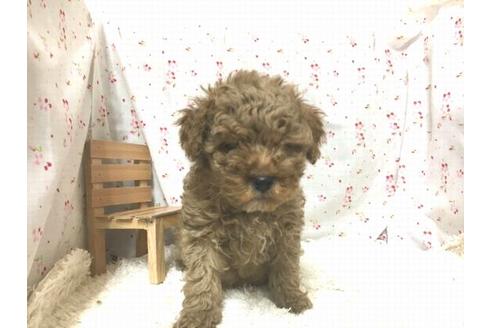 成約済の滋賀県のトイプードル-27589の1枚目