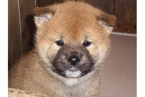 成約済の三重県の柴犬-26636の1枚目