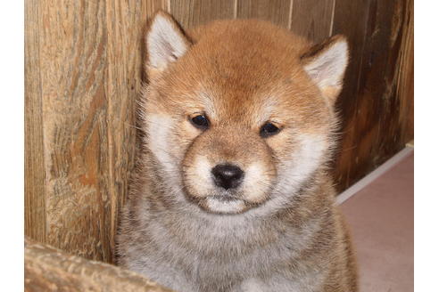 成約済の三重県の柴犬-26639の1枚目