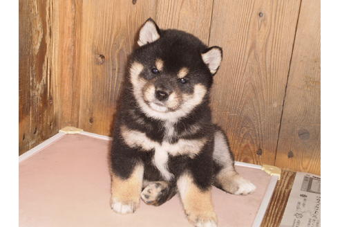 成約済の三重県の柴犬-26638の2枚目