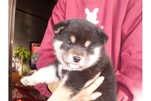成約済の三重県の柴犬-26638の1枚目