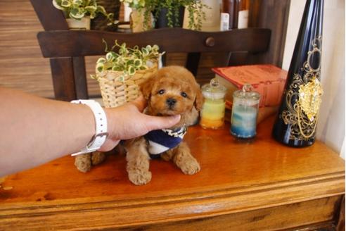 成約済の埼玉県のトイプードル-27598の1枚目