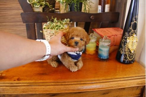 成約済の埼玉県のトイプードル-27598の2枚目