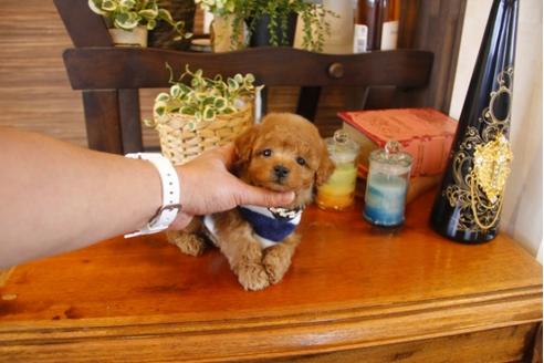 成約済の埼玉県のトイプードル-27598の3枚目