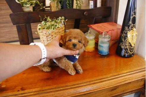 成約済の埼玉県のトイプードル-27598の4枚目