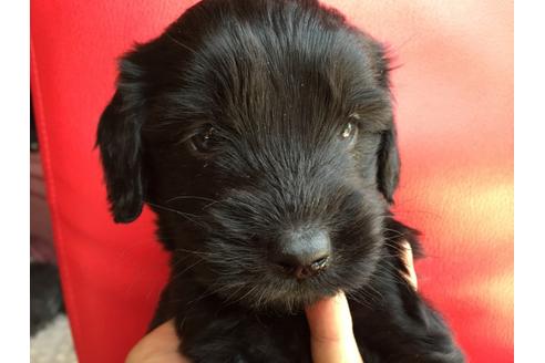 成約済の茨城県のミックス犬-27623の3枚目