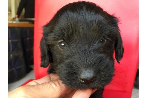 成約済の茨城県のミックス犬-27623の4枚目