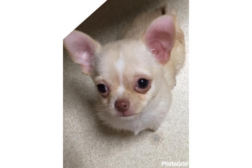 成約済の大阪府のチワワ-25369の1枚目