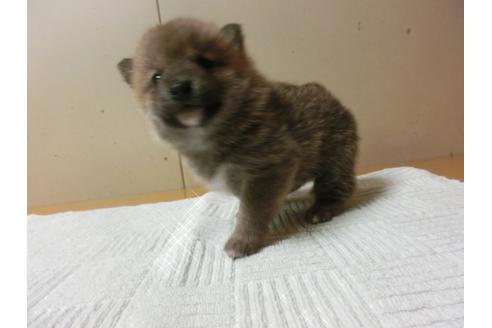 成約済の福岡県の柴犬-27632の1枚目