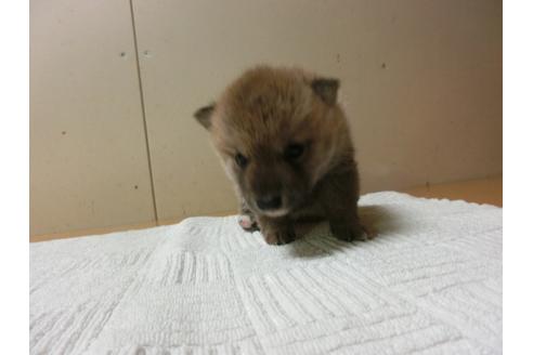 成約済の福岡県の柴犬-27632の2枚目