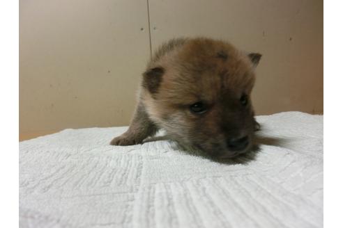 成約済の福岡県の柴犬-27632の3枚目