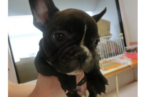 成約済の福岡県のフレンチブルドッグ-27633の1枚目