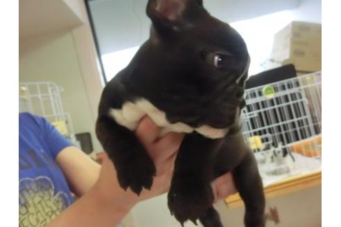 成約済の福岡県のフレンチブルドッグ-27633の2枚目