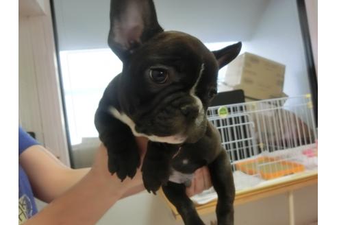 成約済の福岡県のフレンチブルドッグ-27633の3枚目
