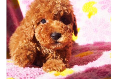 成約済の茨城県のトイプードル-27667の4枚目