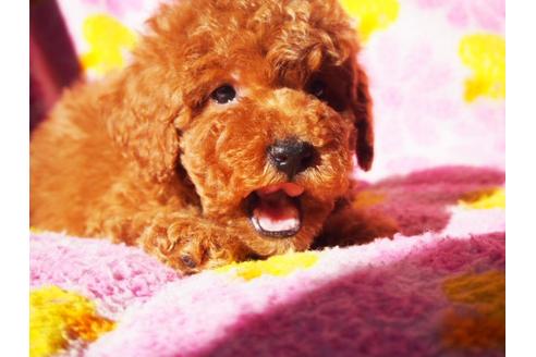 成約済の茨城県のトイプードル-27667の5枚目
