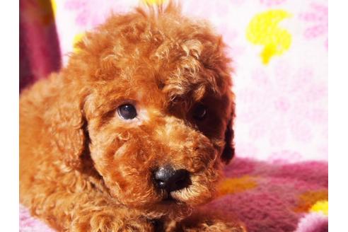 成約済の茨城県のトイプードル-27667の1枚目