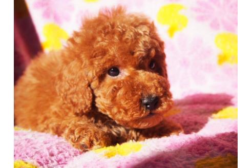 成約済の茨城県のトイプードル-27667の2枚目