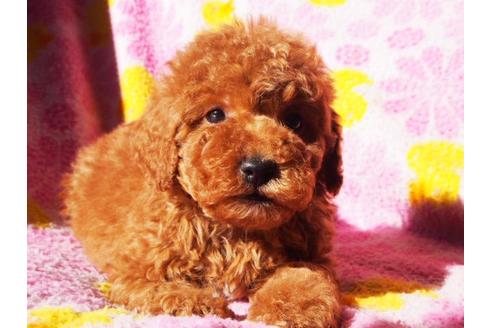 成約済の茨城県のトイプードル-27667の3枚目