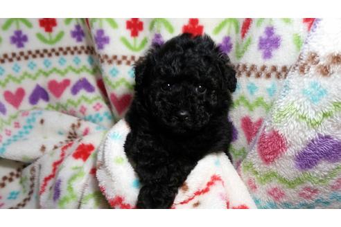 成約済の滋賀県のトイプードル-27521の2枚目