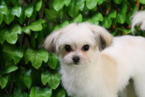 成約済の京都府のチワマル:チワワ×マルチーズ-27674の5枚目