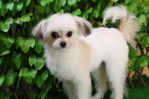 成約済の京都府のチワマル:チワワ×マルチーズ-27674の4枚目