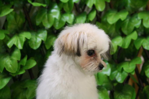 成約済の京都府のチワマル:チワワ×マルチーズ-27674の3枚目