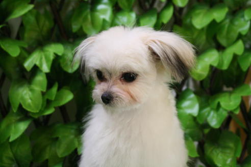 成約済の京都府のチワマル:チワワ×マルチーズ-27674の2枚目