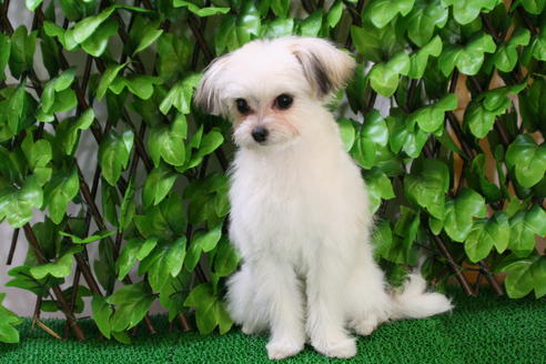 成約済の京都府のチワマル:チワワ×マルチーズ-27674の1枚目