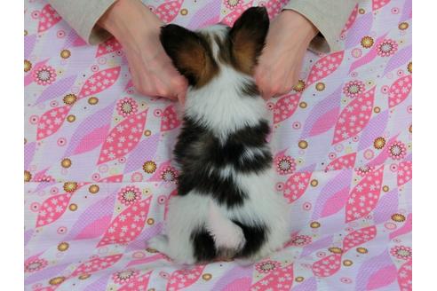 成約済の千葉県のパピヨン-26449の4枚目