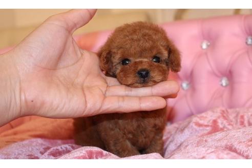 成約済の茨城県のトイプードル-27686の4枚目