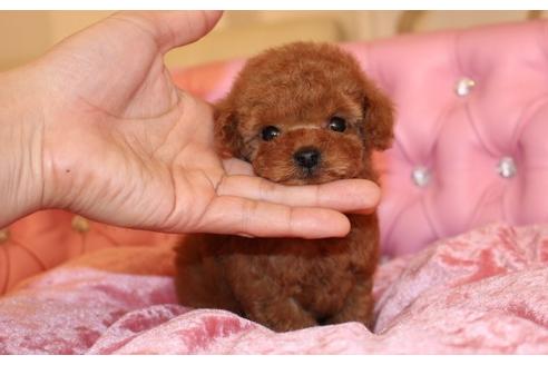 成約済の茨城県のトイプードル-27686の3枚目