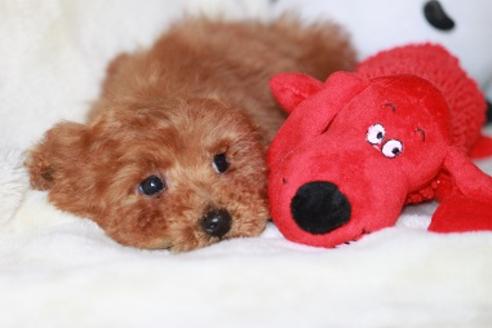 成約済の宮崎県のトイプードル-26014の4枚目