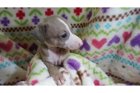 成約済の滋賀県のイタリアングレーハウンド(イタグレ)-27524の2枚目