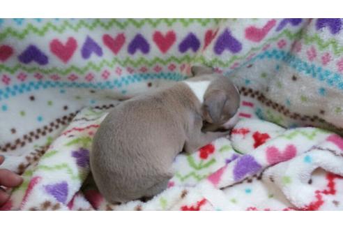 成約済の滋賀県のイタリアングレーハウンド(イタグレ)-27524の1枚目