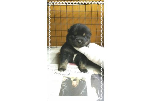 成約済の茨城県の柴犬-27332の2枚目