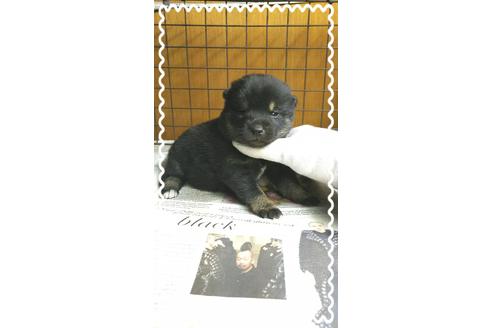 成約済の茨城県の柴犬-27332の3枚目