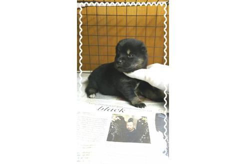 成約済の茨城県の柴犬-27332の1枚目