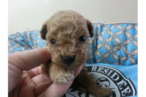 成約済の福岡県のトイプードル-27709の3枚目