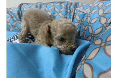 成約済の福岡県のトイプードル-27709の4枚目