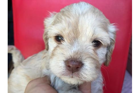 成約済の茨城県のミックス犬-27712の2枚目