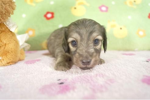 成約済の兵庫県のカニンヘンダックスフンド-27715の3枚目