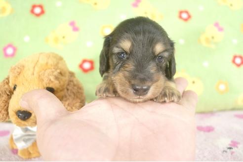 成約済の兵庫県のカニンヘンダックスフンド-27716の3枚目
