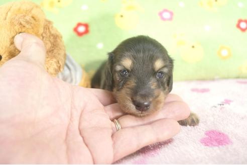 成約済の兵庫県のカニンヘンダックスフンド-27716の4枚目