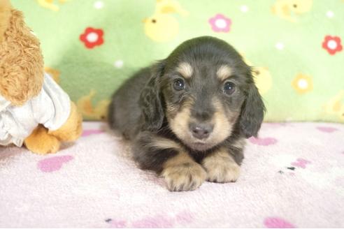 成約済の兵庫県のカニンヘンダックスフンド-27718の1枚目