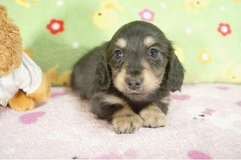 成約済の兵庫県のカニンヘンダックスフンド-27718の3枚目