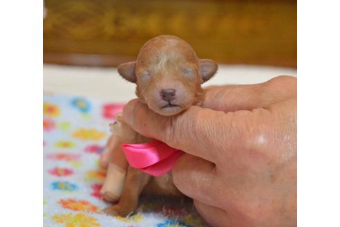 成約済の埼玉県のトイプードル-27728の1枚目