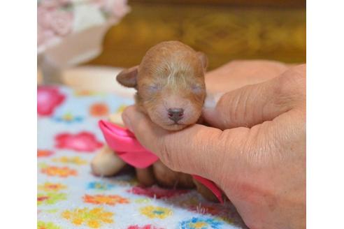 成約済の埼玉県のトイプードル-27728の2枚目